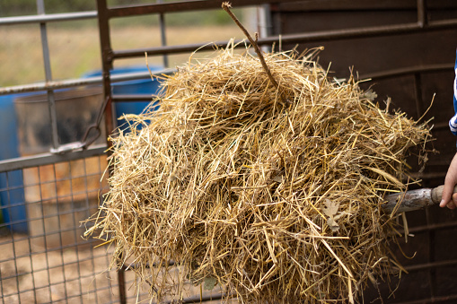 detail of farmer with a shovelful of straw and hay cleaning out the barn on his farm