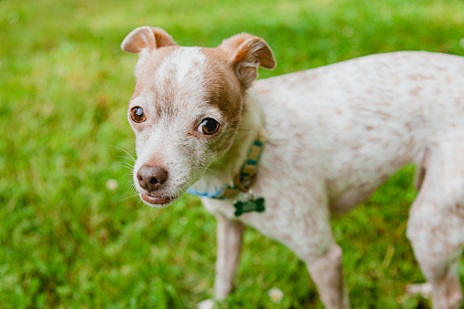 A Chihuahua Jack Russel mixed breed dog, exploring the grass and yard during springtime.