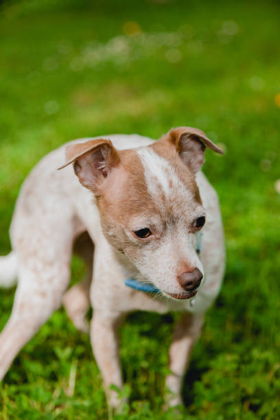 istock Cute Chihuahua Mixed Breed Dog Playing In Backyard 1400488405