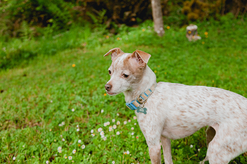 A Chihuahua Jack Russel mixed breed dog, exploring the grass and yard during springtime.