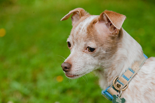 A Chihuahua Jack Russel mixed breed dog, exploring the grass and yard during springtime.