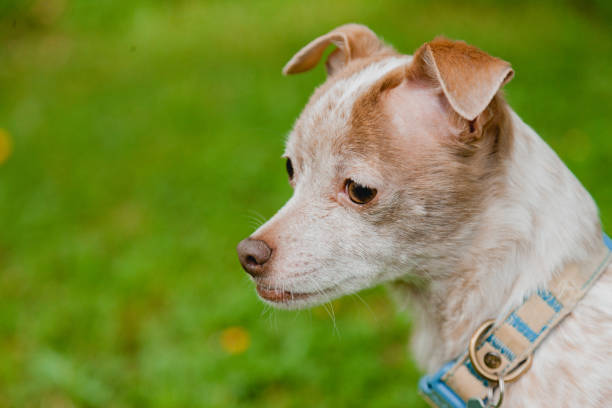 A Chihuahua Jack Russel mixed breed dog, exploring the grass and yard during springtime.