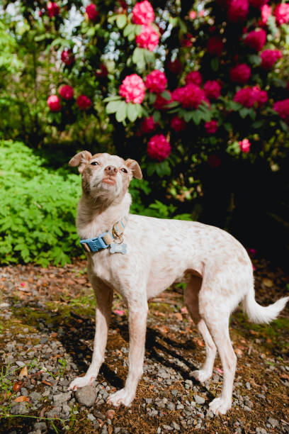 istock Cute Chihuahua Mixed Breed Dog Playing In Backyard 1400488554