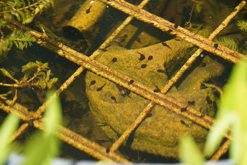 idyllic photography of a frog in a lake surrounded by plants and water.