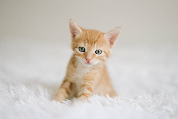 istock Little kitten on a white blanket 1400491181