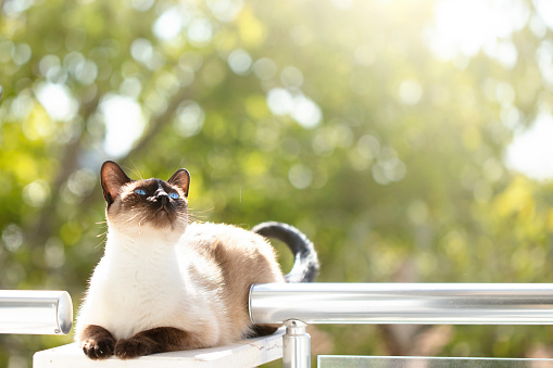 Blue-eyed Siamese cat sitting on the balcony of the house and watching outside. Shot with high megapixel dslr camera, Canon 5DSR