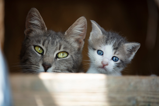 two young curious maine coon cats standing on wooden garden chair moving up begging looking at camera outdoors in the back yard