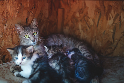 Domestic mother cat nursing her babies kittens,