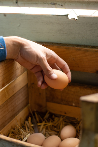 vertical detail of a farmer's hand collecting eggs from the hens' basket.