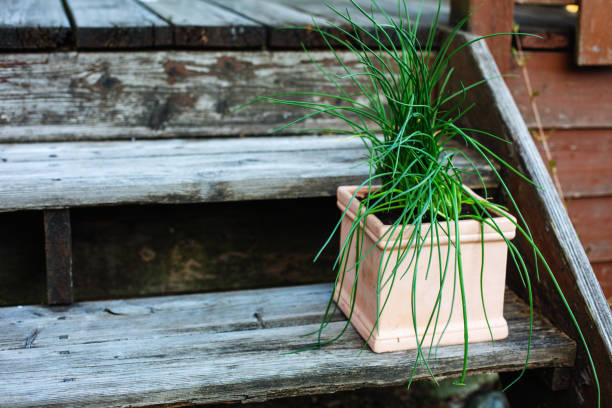 brown pot with chives outside on rustic wooden steps
