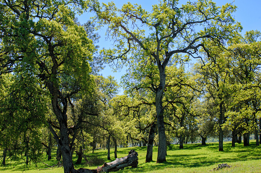 Springtime view of California oak trees growing on the rolling foothills of the California Sierra Nevada mountain range.