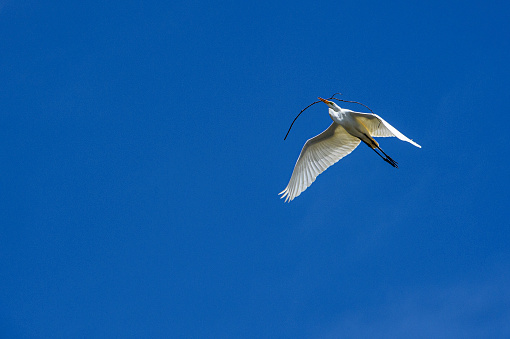 Great egret (Ardea alba) captured in mid-air flying over natural ocean slough, spring nesting area.\n\nTaken in Northern California