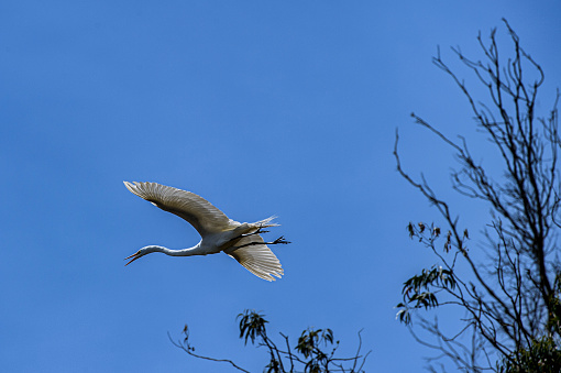Great egret (Ardea alba) captured in mid-air flying over natural ocean slough, near spring nesting area.\n\nTaken in Moss Landing, California. USA