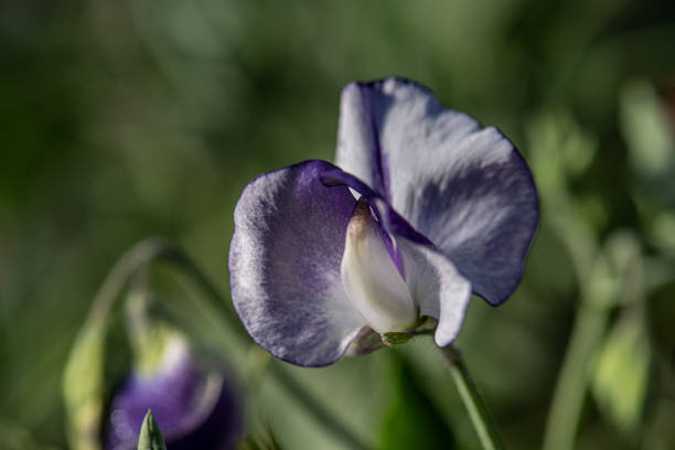Colorful sweet pea flowers in summer