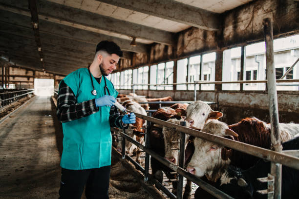 istock Young farmer is working on farm with dairy cows. Agriculture industry, farming 1400493021