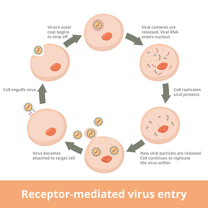 Receptor-mediated Virus entry into host cells: virus attaches, is engulfed by host cell, viral contents are released and the replication begins.