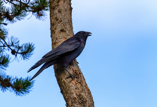 Black carrion crow, corvus corone, standing on a branch