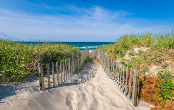 Path to a Cape Cod Beach Sand fences line both sides of a path leading through a low dune to a sandy beach on Cape Cod cape cod stock pictures, royalty-free photos & images