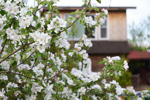 blooming apple tree near the house