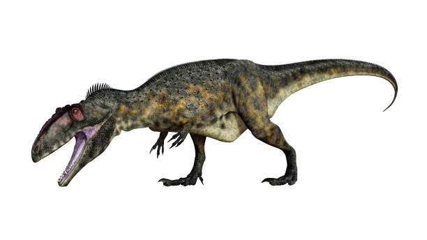 istock Terrifying giganotosaurus dinosaur roaring - 3D render 1400496139