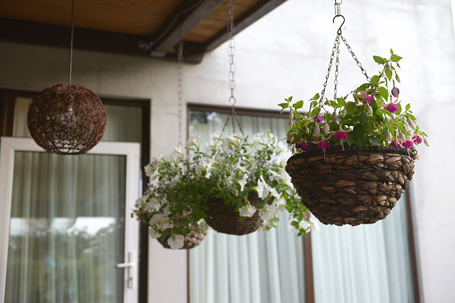 ampelous flowers in a hanging pot on the terrace