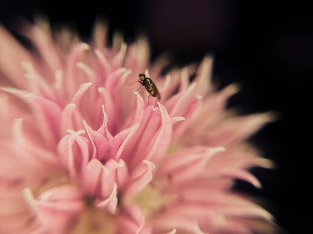 Small fly sits on a flowering onion Macro shallow deep of field