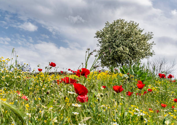 Bahar mevsiminde açan çiçekler arka planı Bahar mevsiminde açan çiçekler arka planı.  kır çiçekleri ve çiçek açmış bahar ağacı görüntüsü full frame makine ile çekilmiştir. hawthorn maple stock pictures, royalty-free photos & images