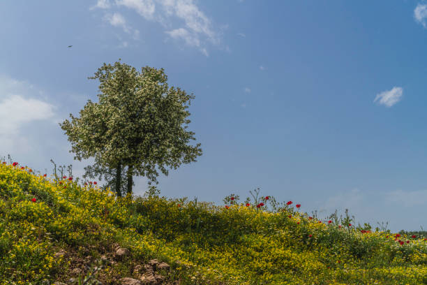 Bahar mevsiminde açan çiçekler arka planı Bahar mevsiminde açan çiçekler arka planı.  kır çiçekleri ve çiçek açmış bahar ağacı görüntüsü full frame makine ile çekilmiştir. hawthorn maple stock pictures, royalty-free photos & images