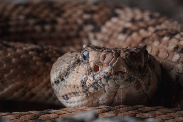 istock Southwestern Speckled Rattlesnake (Crotalus pyrrhus) 1400504067