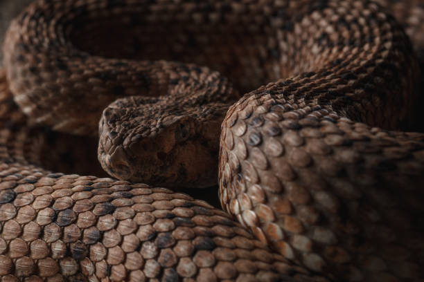 istock Southwestern Speckled Rattlesnake (Crotalus pyrrhus) 1400504072