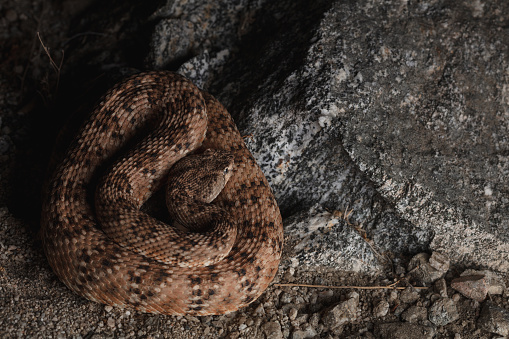Portraits of a SW Speckled Rattlesnake