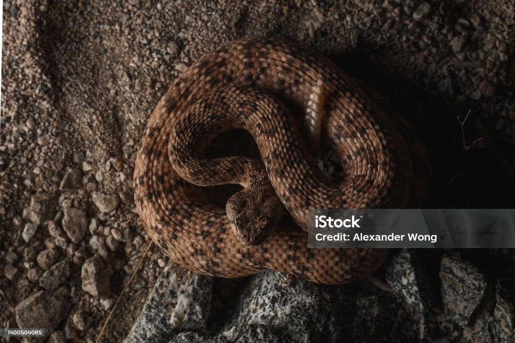 Southwestern Speckled Rattlesnake (Crotalus pyrrhus) - Royalty-free Ratelslang Stockfoto Southwestern Speckled Rattlesnake (Crotalus pyrrhus) - Royalty-free Ratelslang Stockfoto