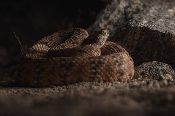 istock Southwestern Speckled Rattlesnake (Crotalus pyrrhus) 1400504126