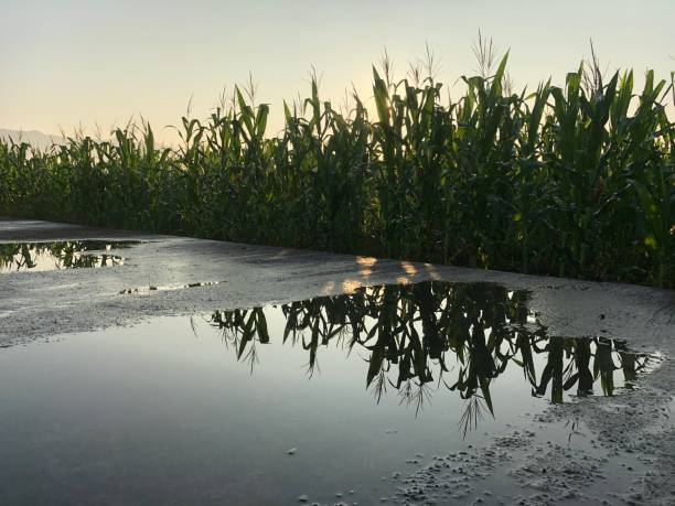 istock photo of standing water in cornfield 1400504437