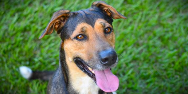 istock Handsome Dog portrait 1400505257
