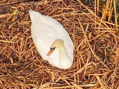 a white swan in its nest in a lake
