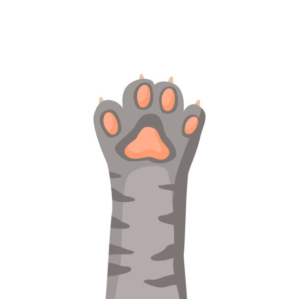 200 Cat Paw Raised Illustrations & Clip Art - iStock