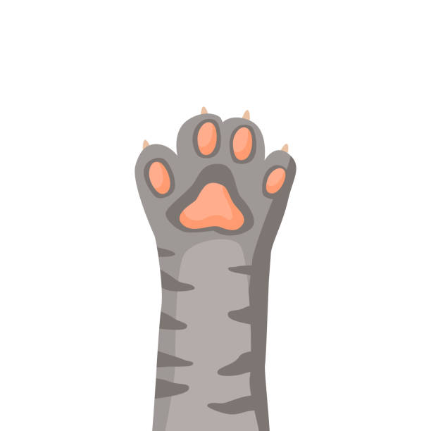 200 Cat Paw Raised Illustrations & Clip Art - iStock 200 Cat Paw Raised Illustrations & Clip Art - iStock