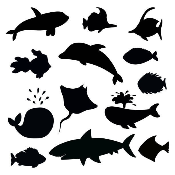 360+ Shark Shadow Stock Illustrations, Royalty-Free Vector Graphics & Clip  Art - iStock