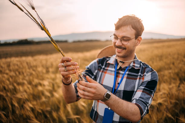 istock Farmer checking the quality of wheat 1400517970