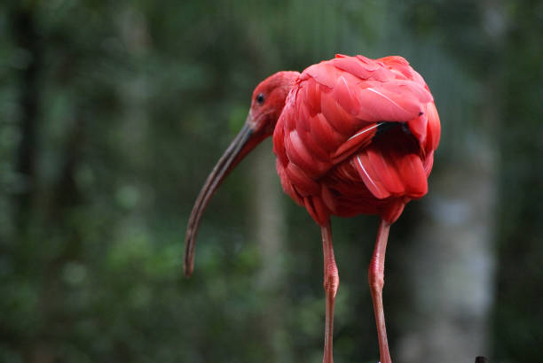 ブラジルの動物相のグアラ(eudocimus ruber)のクローズアップ - scarlet ibis ストックフォトと画像