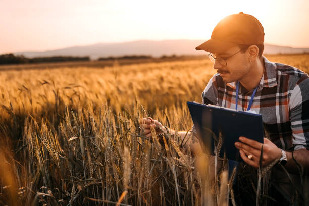 istock Farmer checking the quality of wheat 1400518160