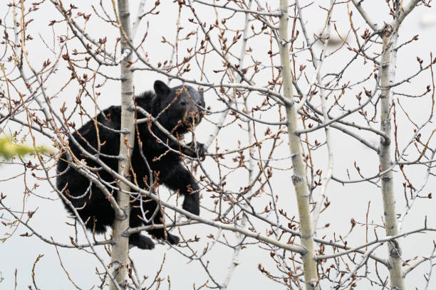 istock Black bear high up in the tree looking for food 1400521547
