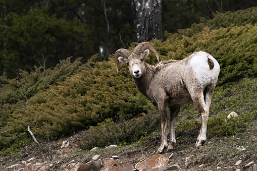 The Bighorn Sheep (Ovis canadensis) is a North American sheep named for its large curled horns. An adult ram can weigh up to 300 lb and the horns alone can weigh up to 30 lb.  This young bighorn ram was photographed at the Haystack Saddle on the Highline Trail in Glacier National Park, Montana, USA.