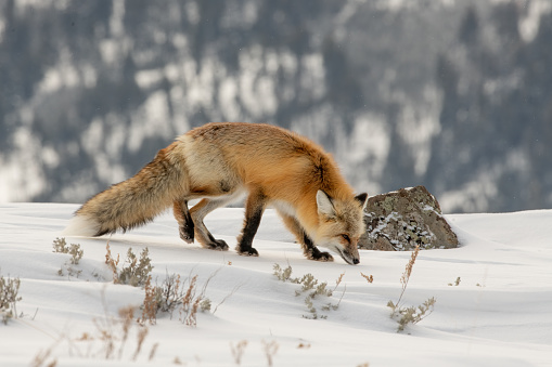 Red Fox sniffing the snow covered ground for food in Lamar Valley in Yellowstone National Park, Wyoming, USA.