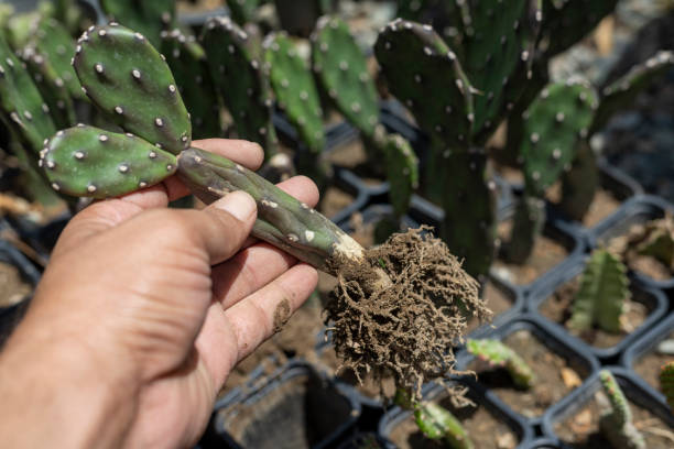 opuntia quimilo cactus racines nues gros plan - prickly pear pad photos et images de collection