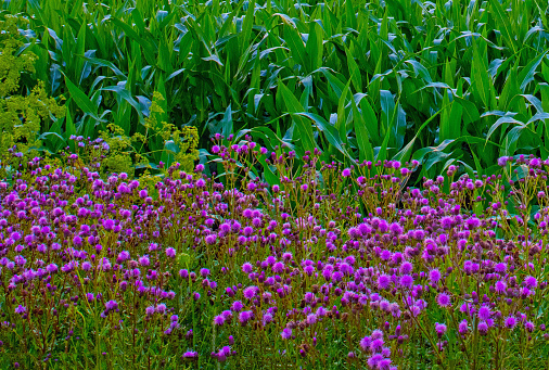 Wildflowers along a corn field at sunrise-Miami County Indiana