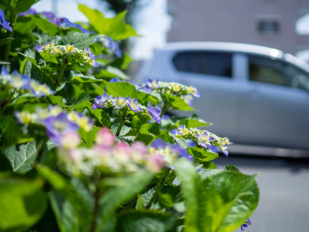 istock Hydrangea beside the road that has begun to color 1400524185