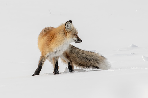 Red Fox searching the snow covered ground for food in Lamar Valley in Yellowstone National Park, Wyoming, USA.