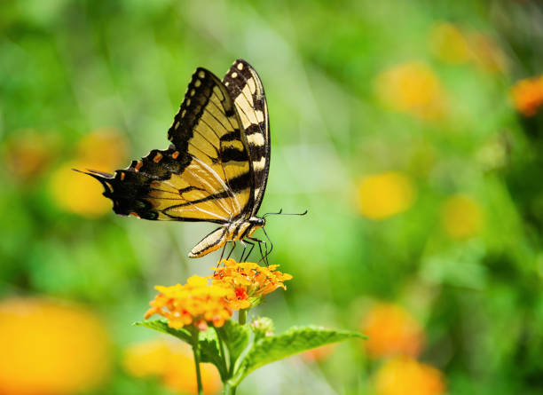 istock Tiger Swallowtail butterfly on Lantana flowers 1400524970